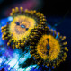 Zoanthids For Sale
